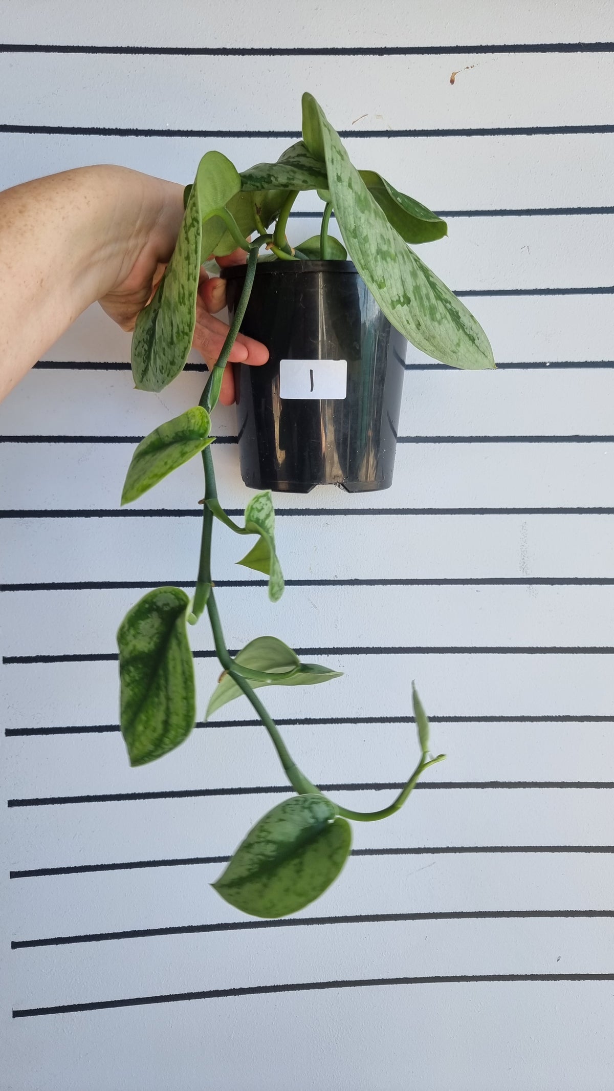 Scindapsus pictus 'Exotica' - Satin Pothos (Non-TC)