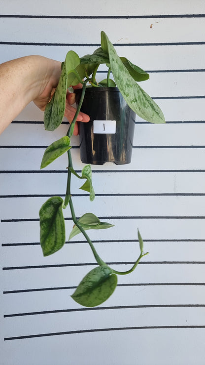Scindapsus pictus 'Exotica' - Satin Pothos (Non-TC)