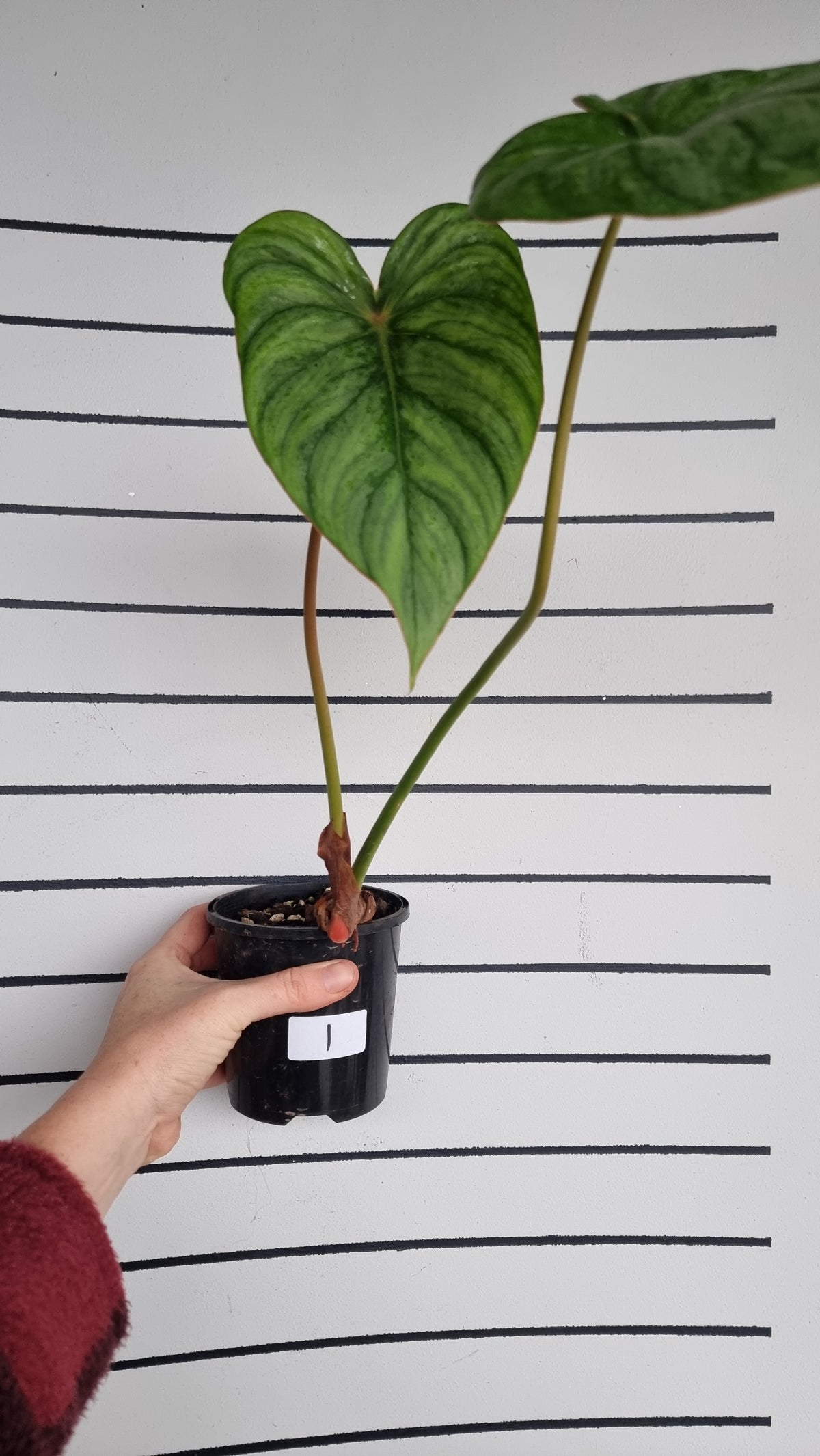 Philodendron ser. Rupicola - 'TC pastazanum silver'