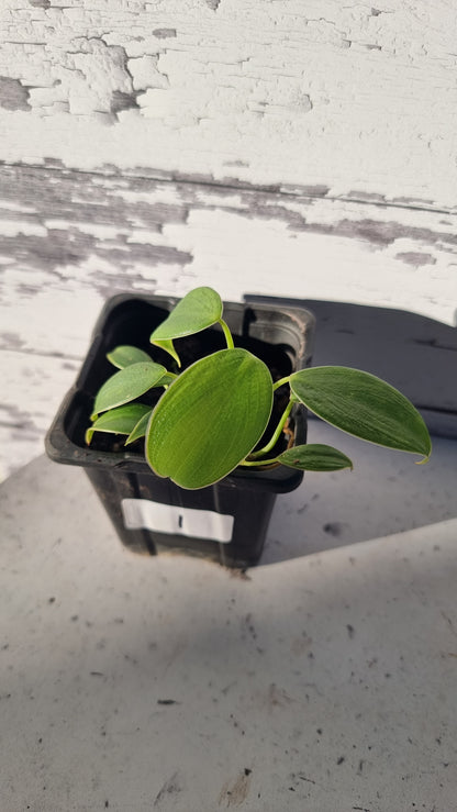 Philodendron rugosum - Pig Skin Plant