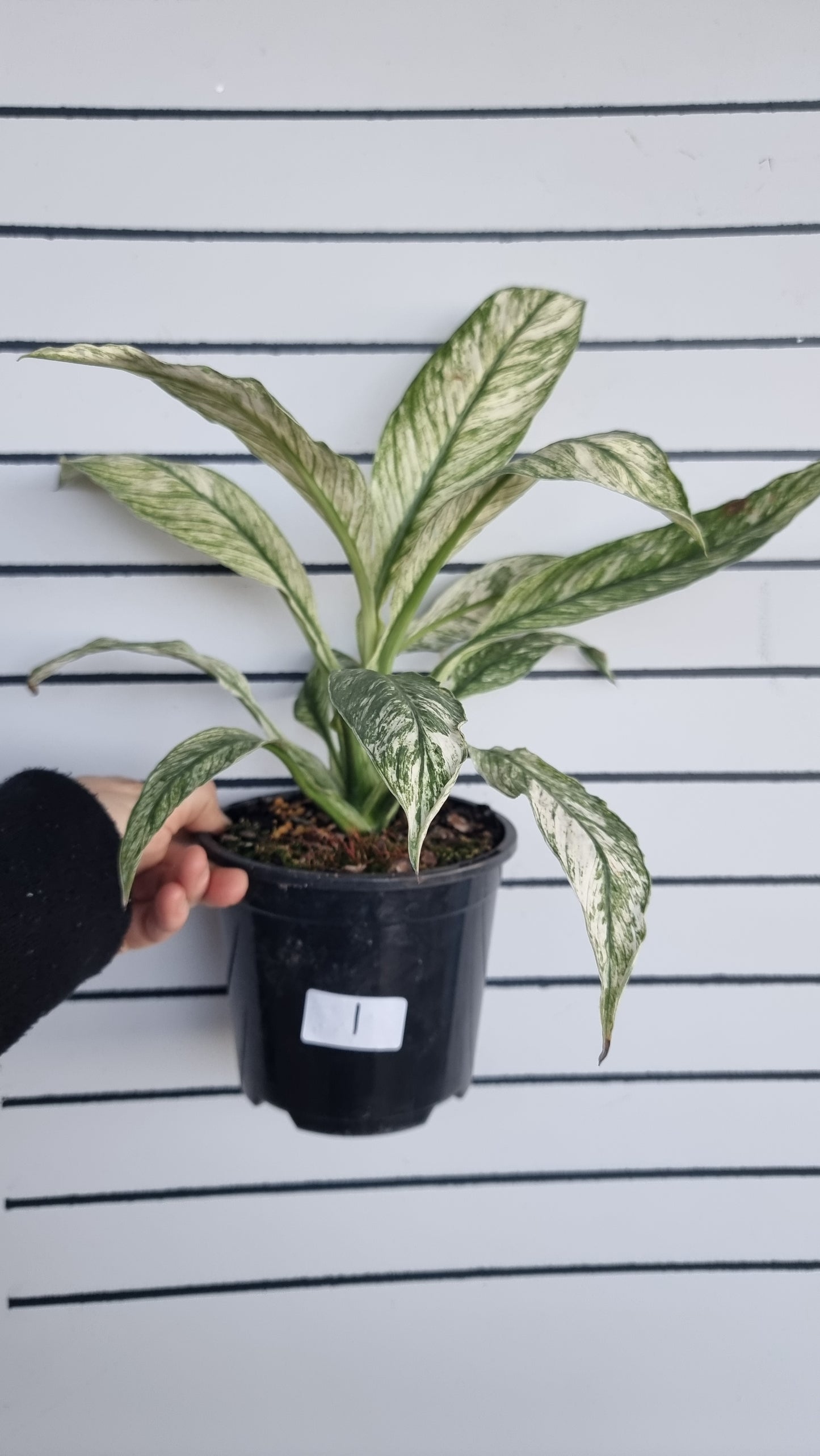 Spathiphyllum ‘Sensation’ variegated - Peace Lily