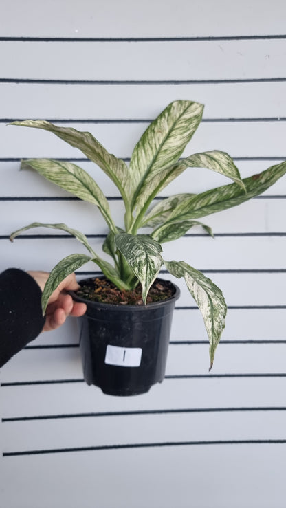 Spathiphyllum ‘Sensation’ variegated - Peace Lily