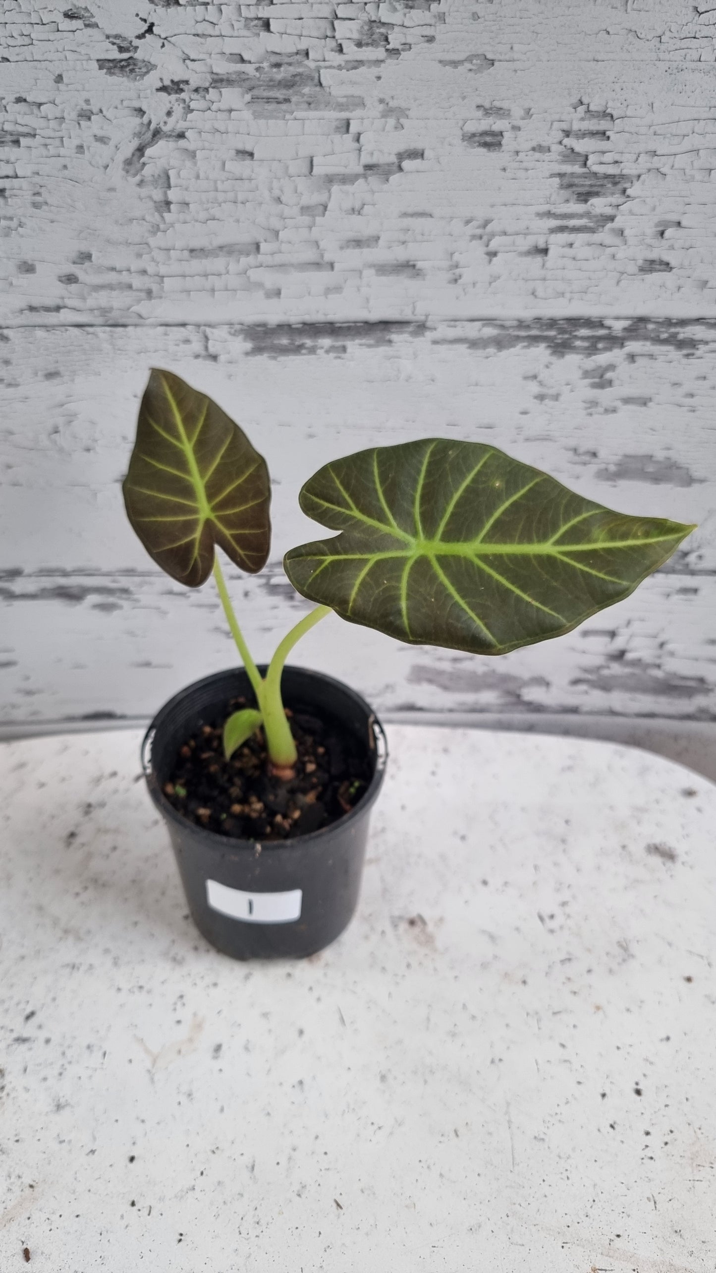 Alocasia 'Regal Shield' - Elephant Ear