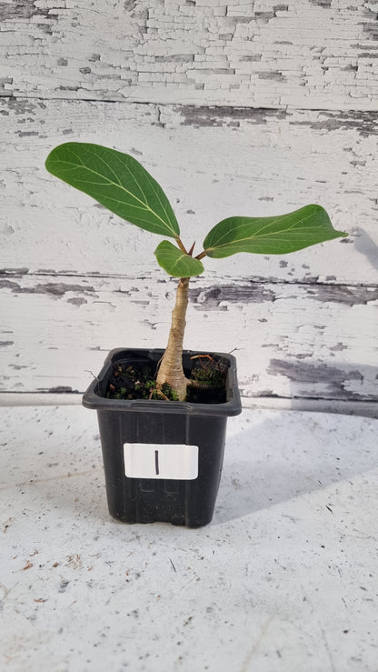 Ficus benghalensis ‘Audrey’ - Strangler Fig