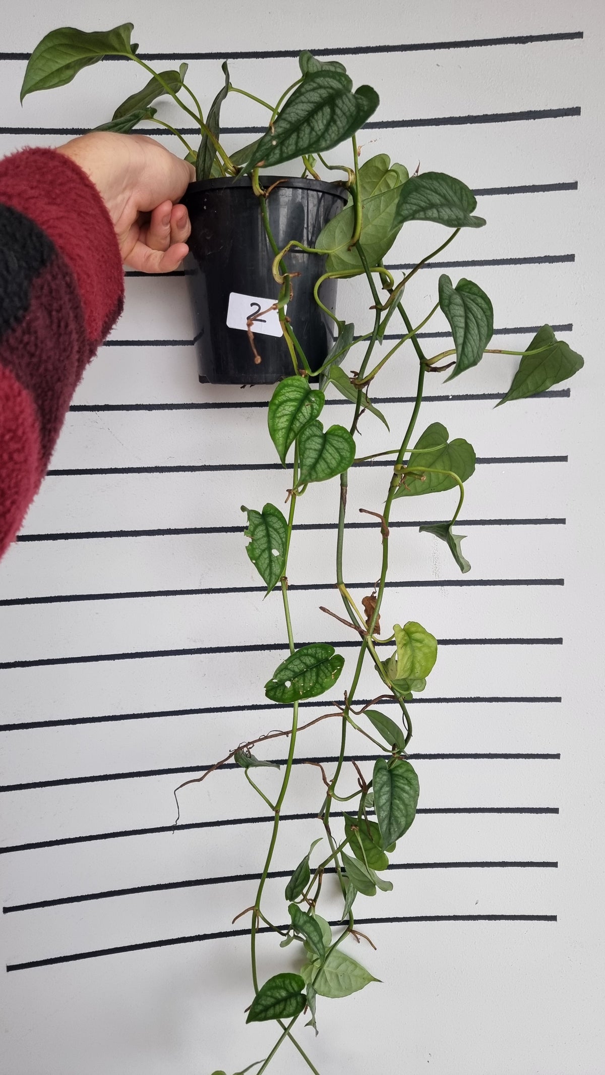 Monstera siltepecana
