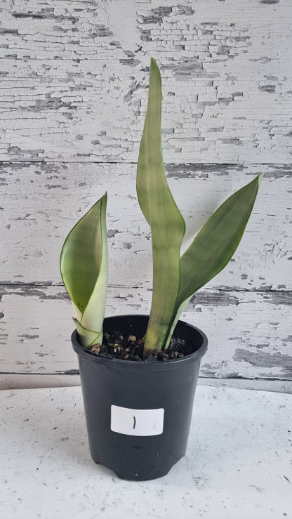 Dracaena trifasciata (prev Sansevieria) 'Moonshine' - Mother In Law Tongue