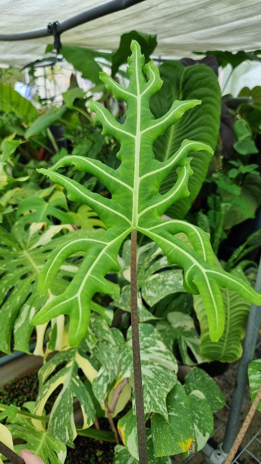 Alocasia portei - Malaysian Monster