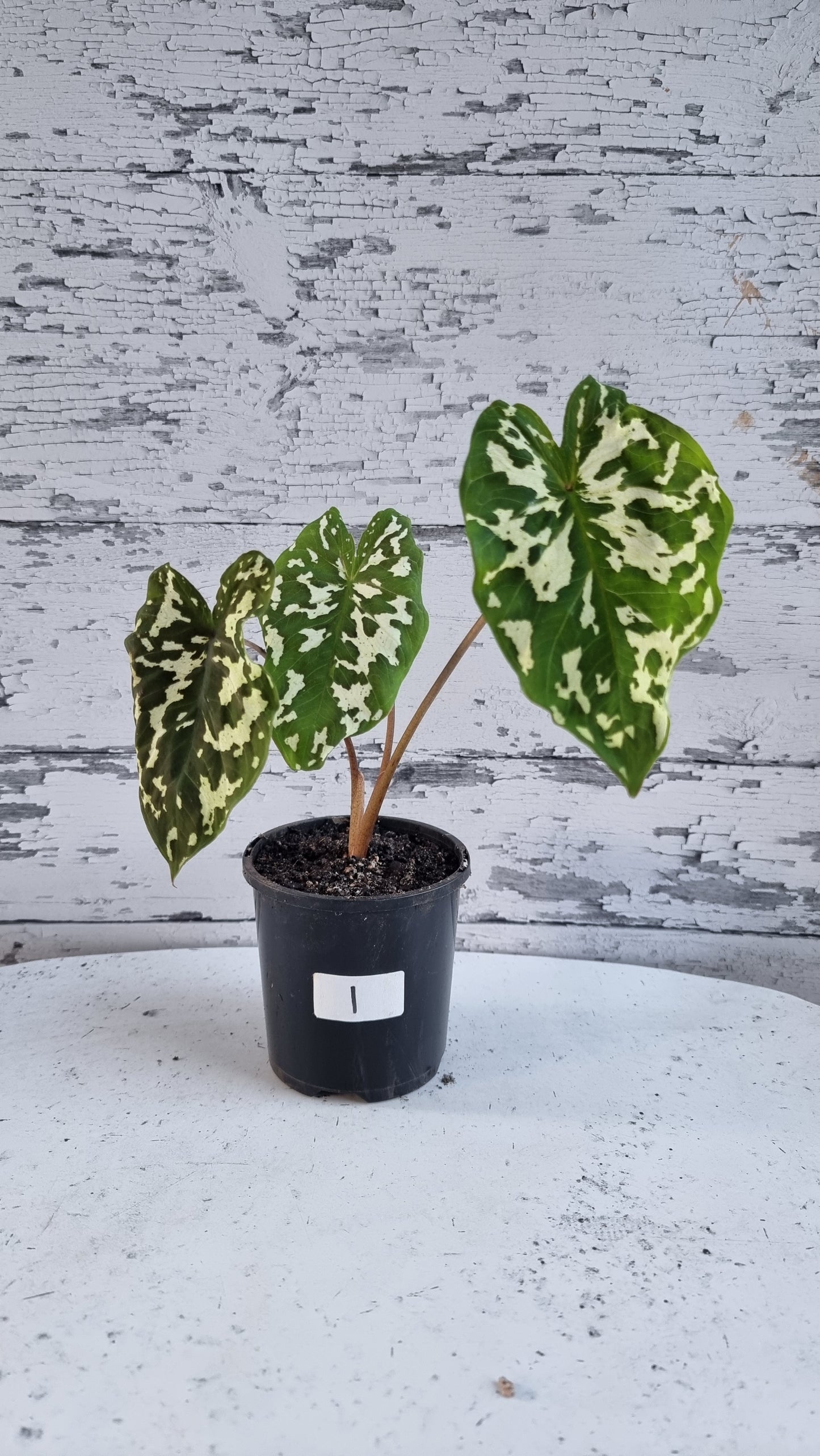 Caladium praetermissum 'Hilo Beauty' - Camouflage Elephant Ear