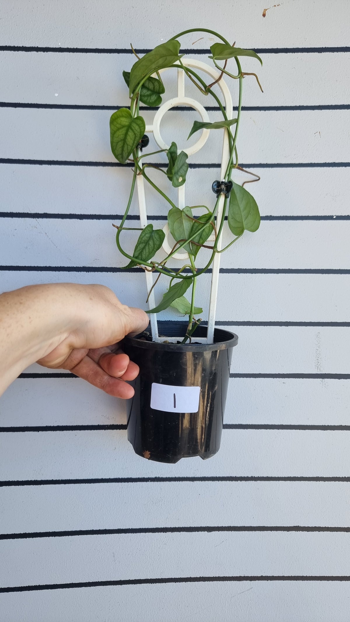 Monstera siltepecana