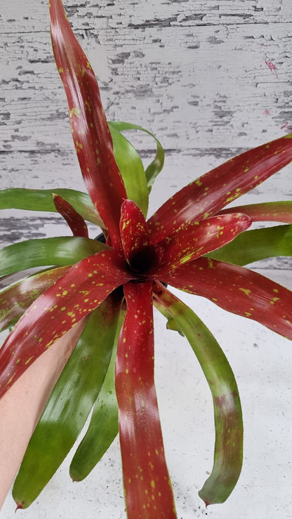 Neoregelia hybrid 'Gazpacho' - Bromeliad