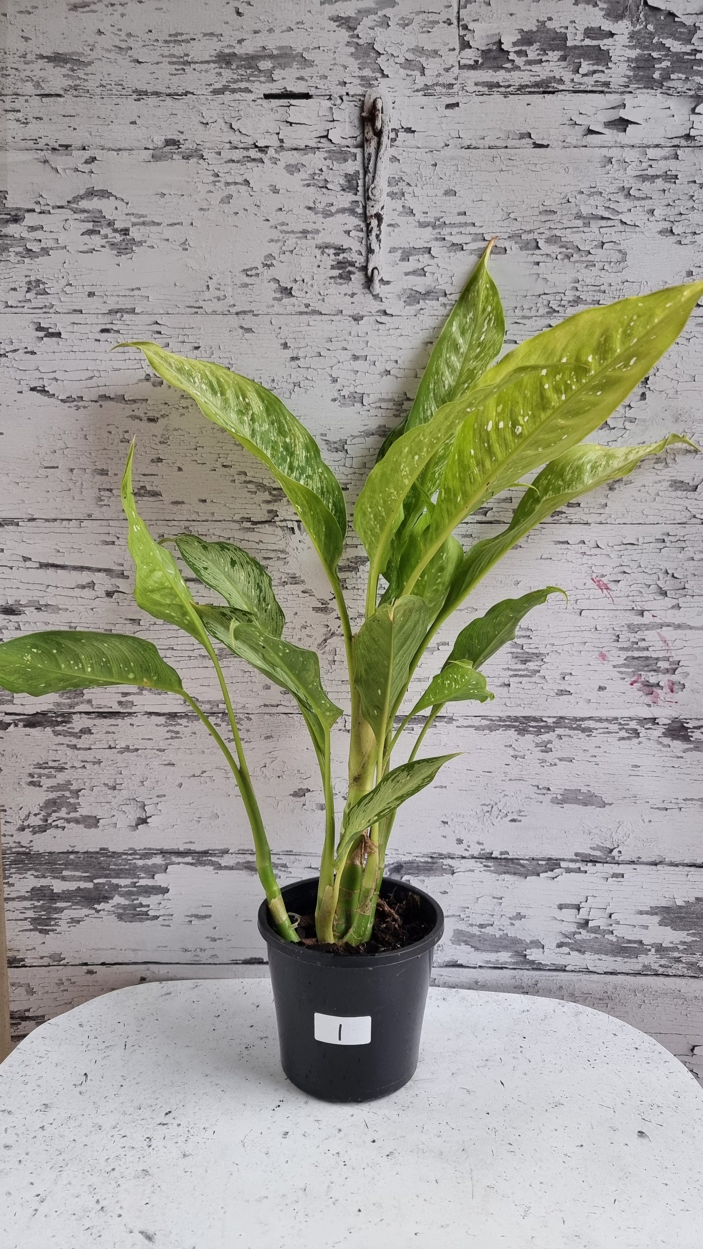 Dieffenbachia maculata 'Tropical Tiki' - Dumbcane