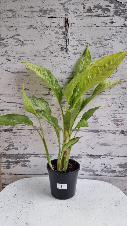 Dieffenbachia maculata 'Tropical Tiki' - Dumbcane