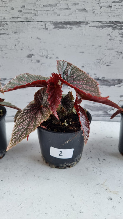 Begonia 'Maurice Amey' - Angel Wing Cane Begonia