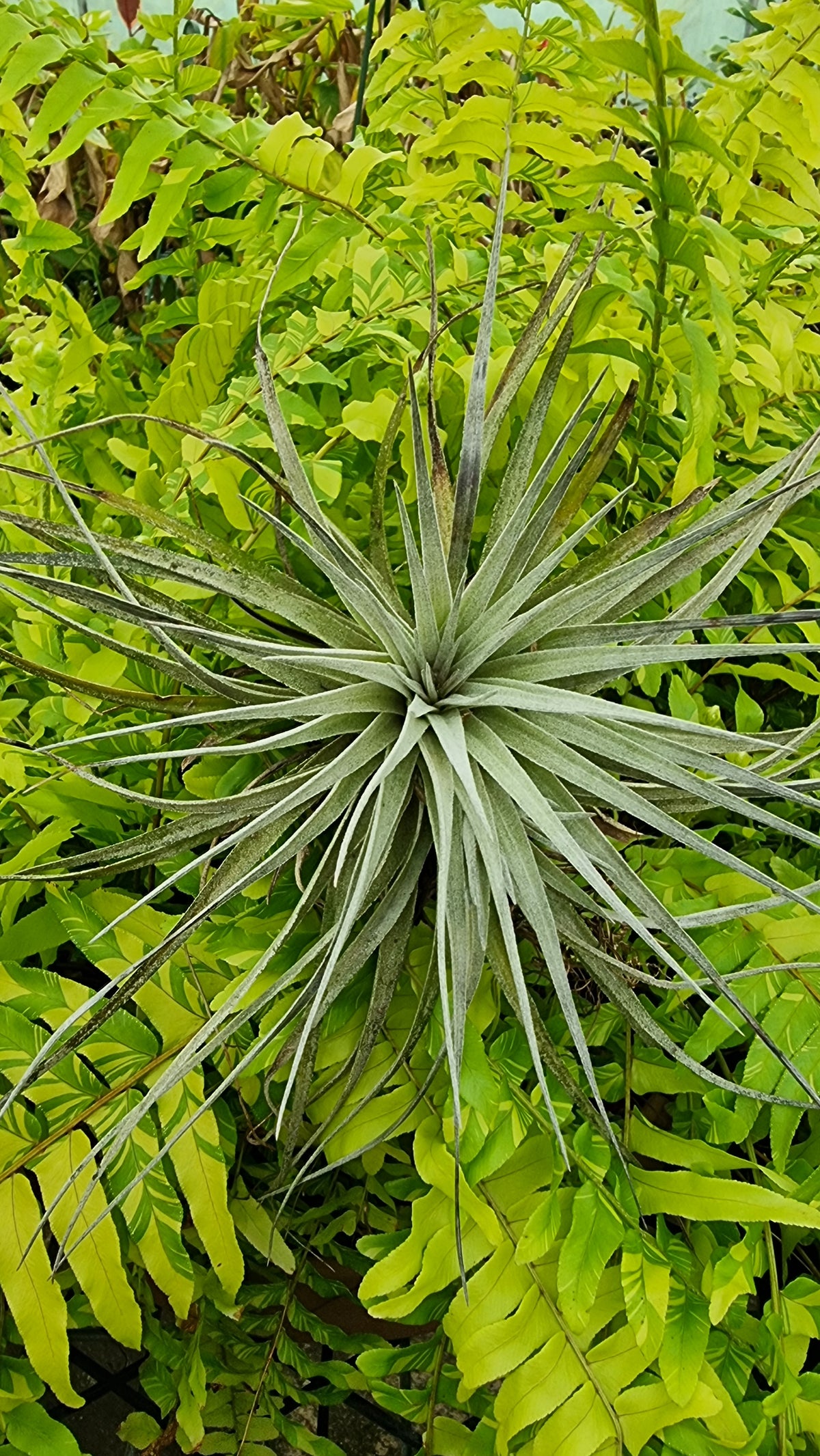空气凤梨'休斯顿' - 空气植物