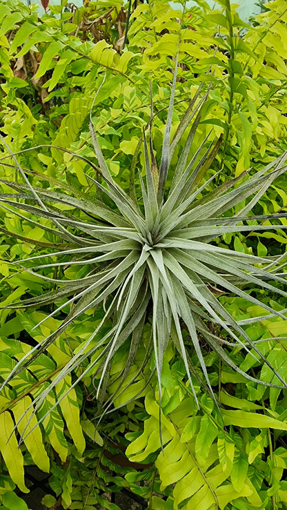 空气凤梨'休斯顿' - 空气植物