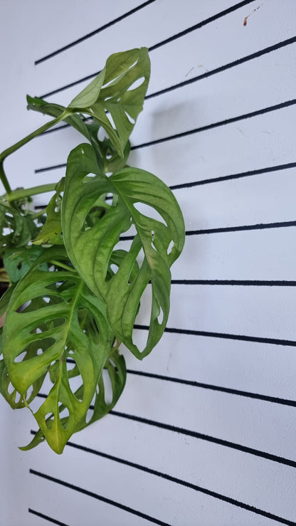 Monstera adansonii 'Monkey Mask' - Swiss Cheese Plant