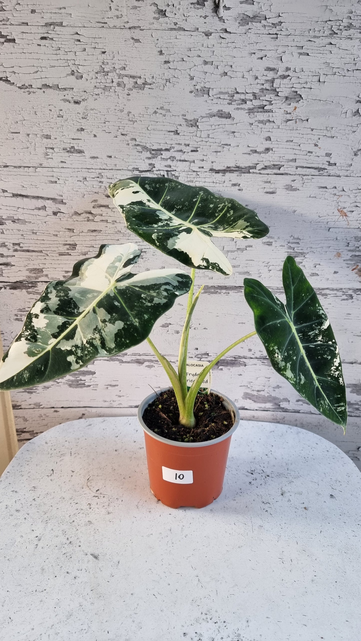 Alocasia micholitziana 'Frydek' - 雜色綠天鵝絨