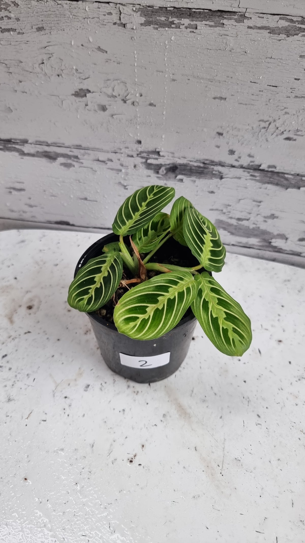 Maranta leuconeura 'Lemon Lime' - Prayer Plant