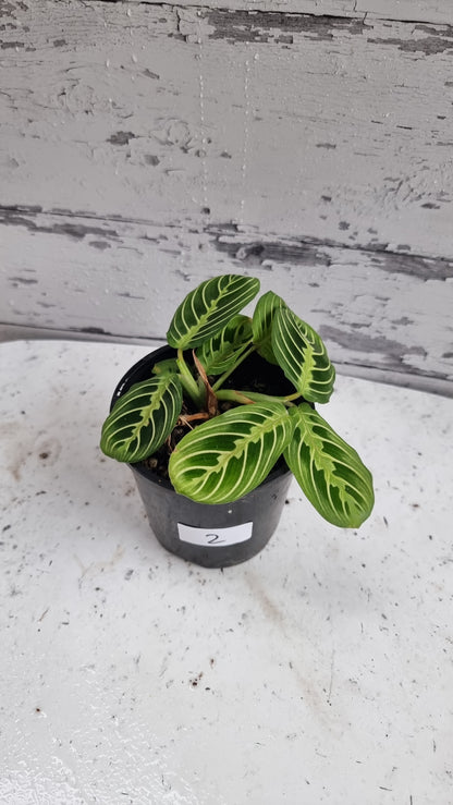 Maranta leuconeura 'Lemon Lime' - Prayer Plant
