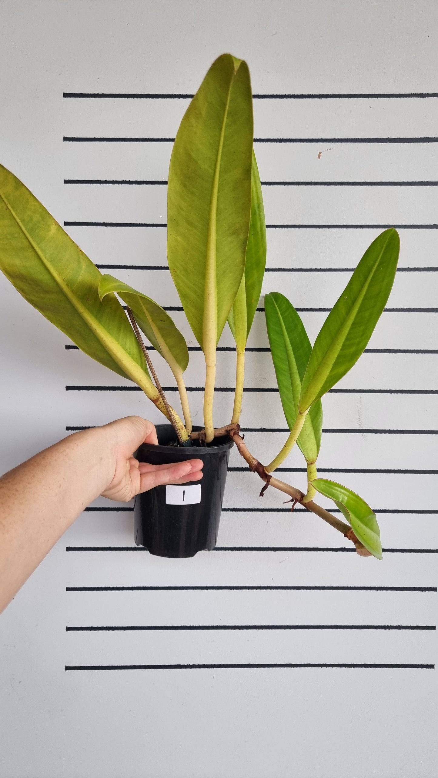 Philodendron crassinervium