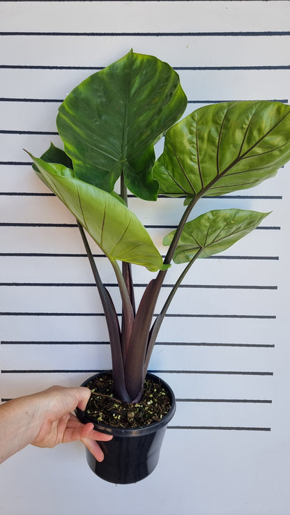 Alocasia 'Dark Star' - Elephant Ear Plant