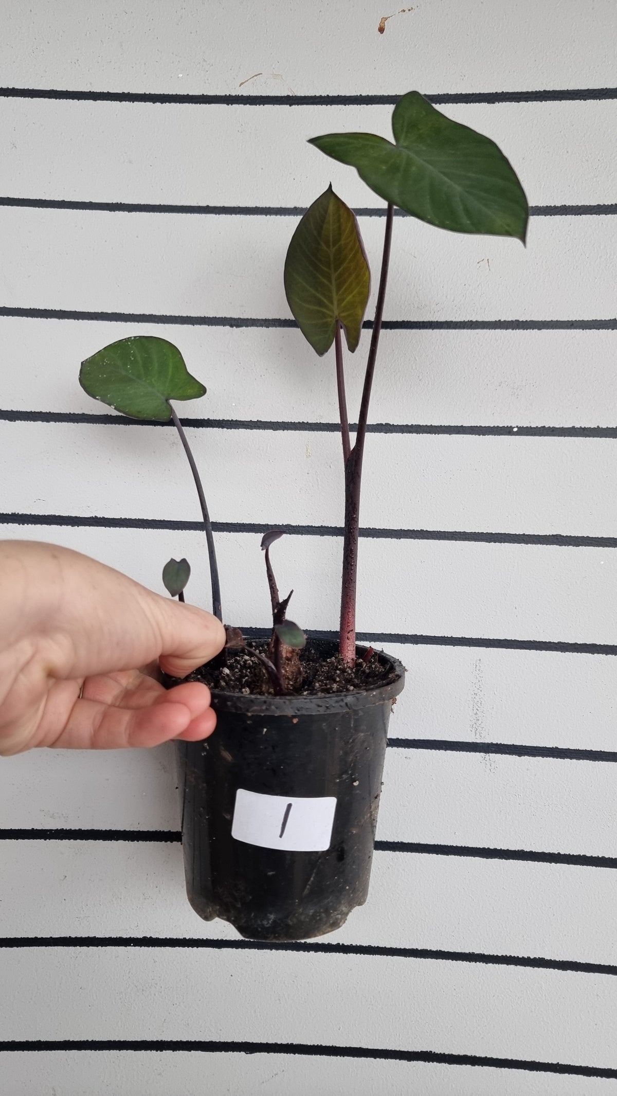 Xanthosoma sagittifolium 'Frozen Planet' - Arrowleaf Elephant Ear