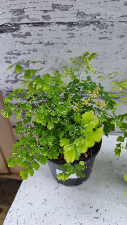 Adiantum raddianum 'Variegatum' - Variegated Delta Maidenhair Fern