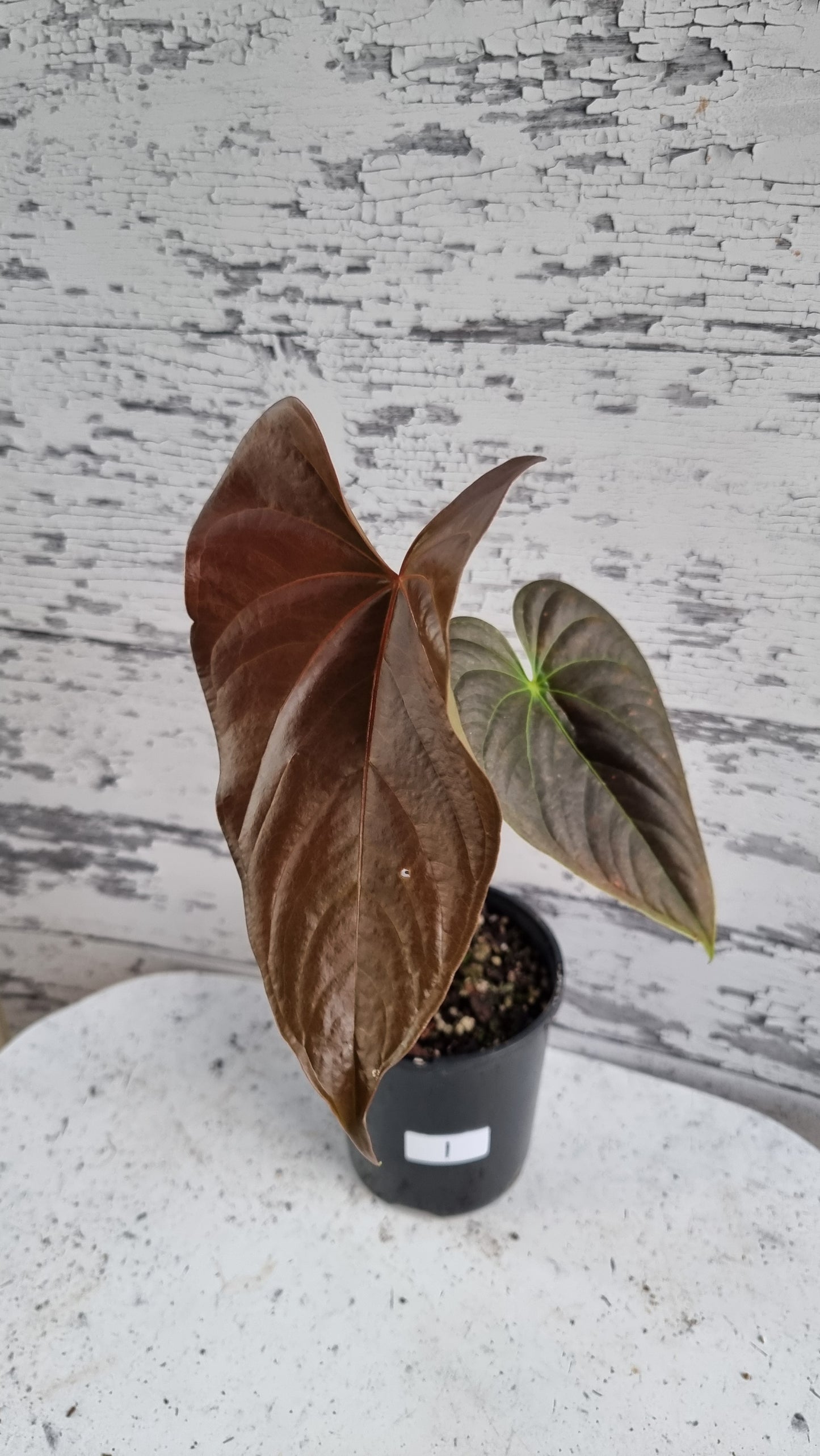Anthurium (prev. A. moodeanum) 'Red Beauty' - Tropical Aroid