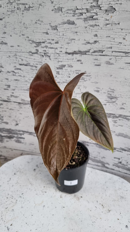 Anthurium (prev. A. moodeanum) 'Red Beauty' - Tropical Aroid