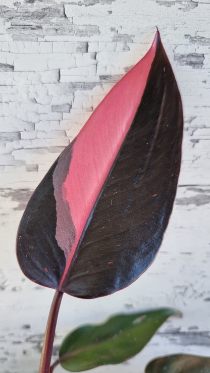 Philodendron erubescens 'Pink Princess'