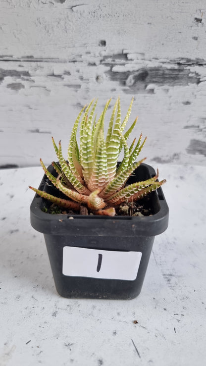Haworthia fasciata variegata - 雜色斑馬植物
