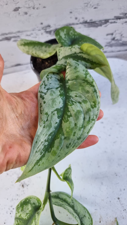 Scindapsus pictus 'Exotica' - Satin Pothos (Non-TC)