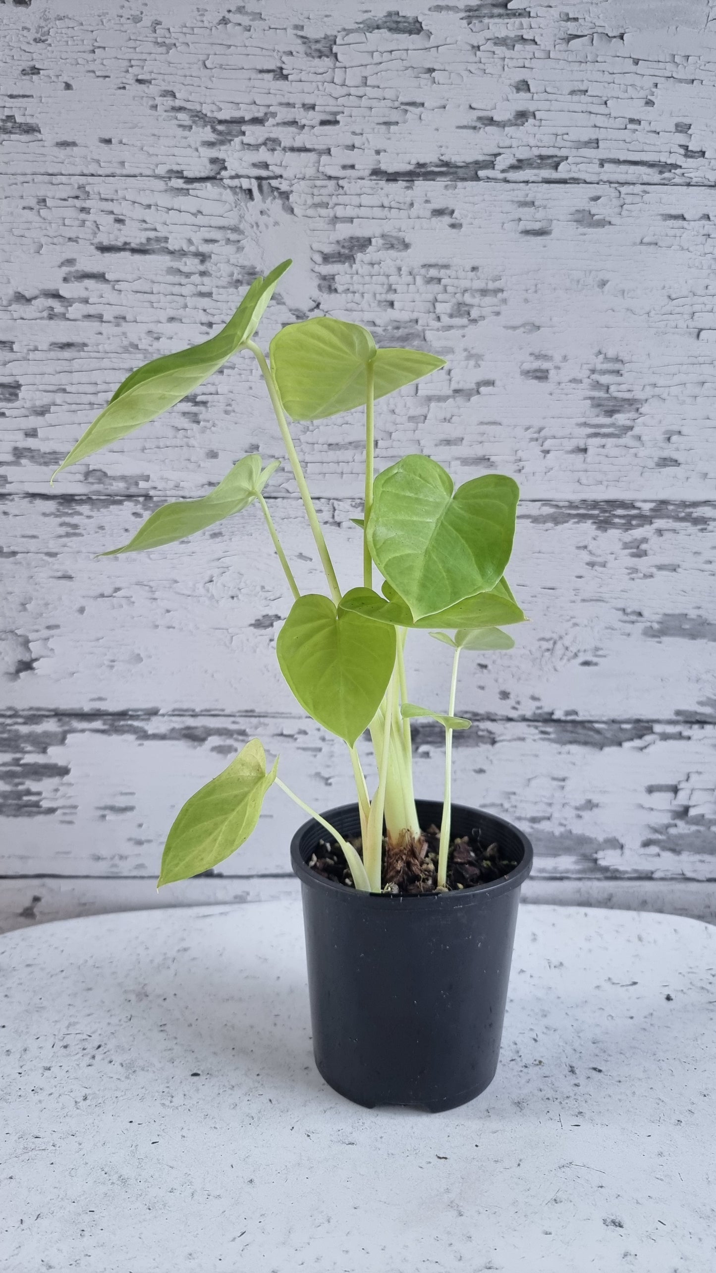 Xanthosoma 'Lime Zinger'