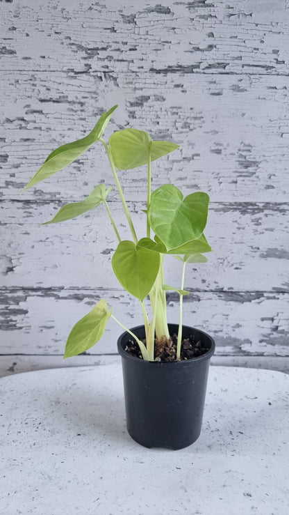 Xanthosoma 'Lime Zinger'