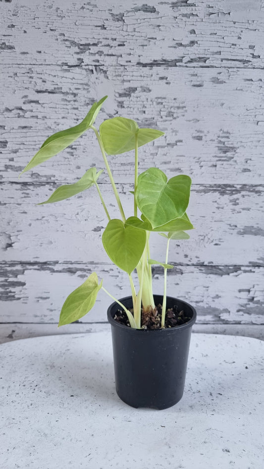 Xanthosoma 'Lime Zinger'