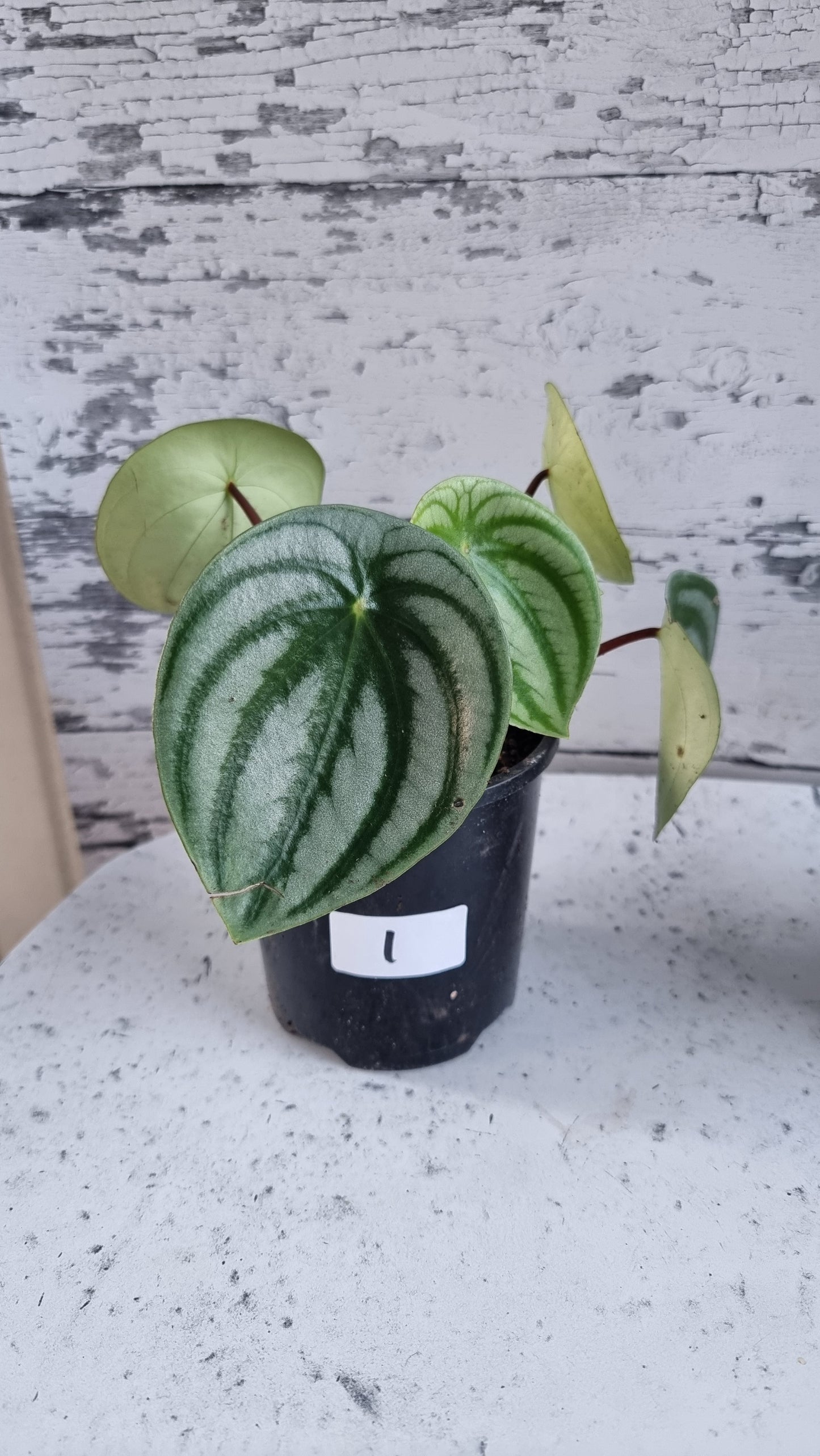 Peperomia argyreia - Watermelon Peperomia (Non-TC)