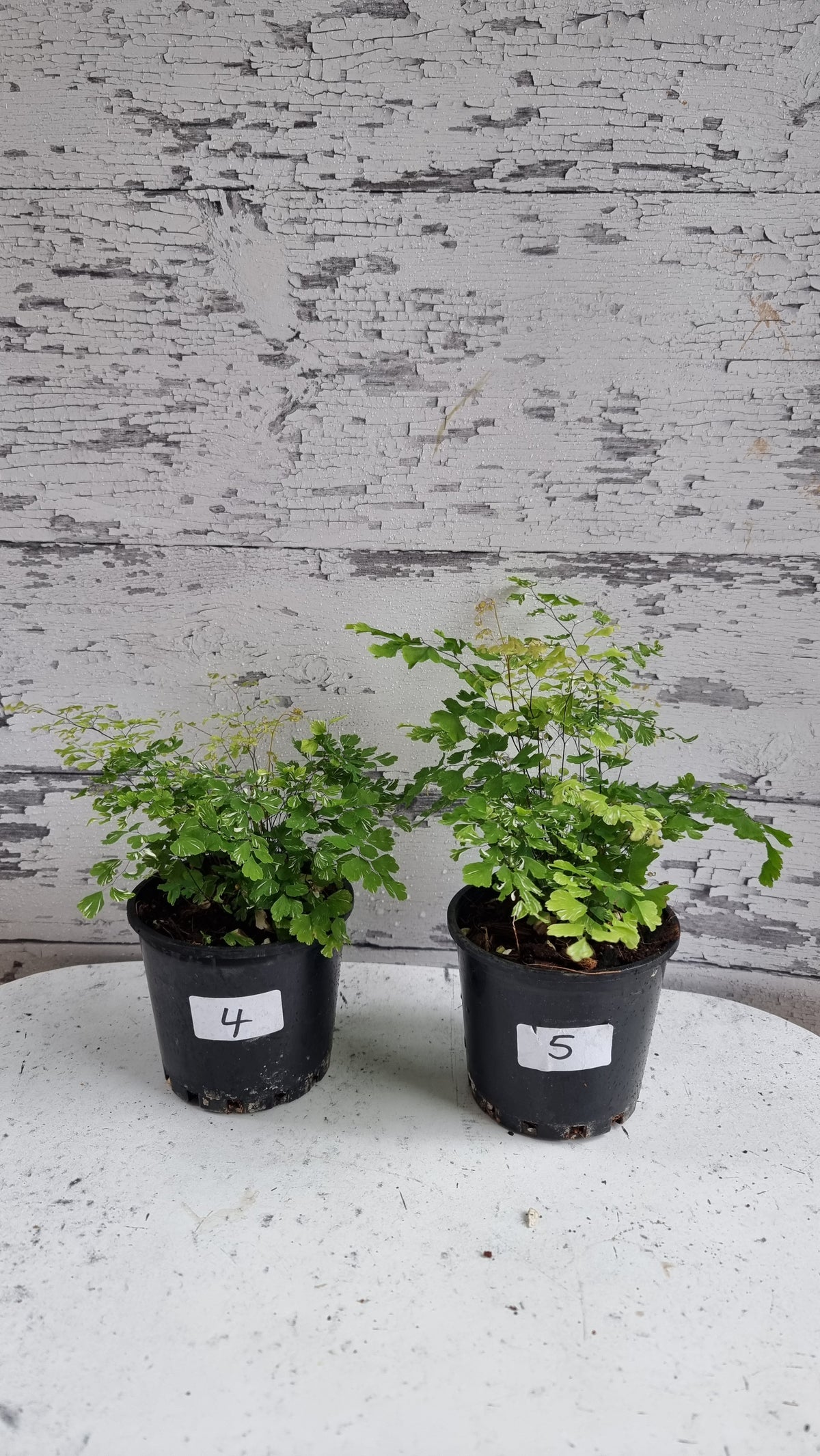 Adiantum raddianum 'Variegatum' - Variegated Delta Maidenhair Fern