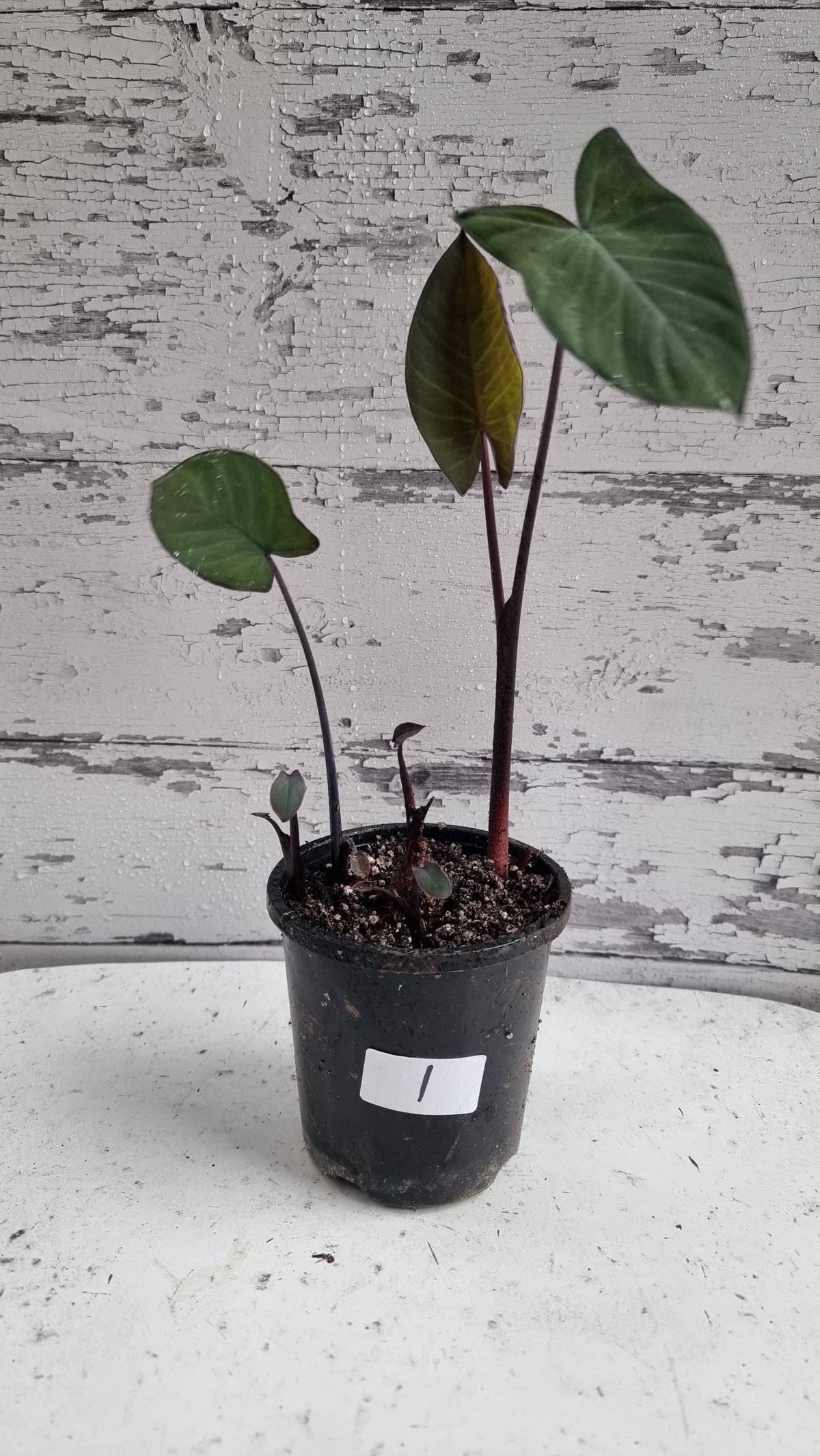 Xanthosoma sagittifolium 'Frozen Planet' - Arrowleaf Elephant Ear