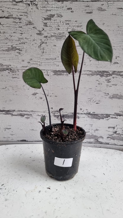 Xanthosoma sagittifolium 'Frozen Planet' - Arrowleaf Elephant Ear