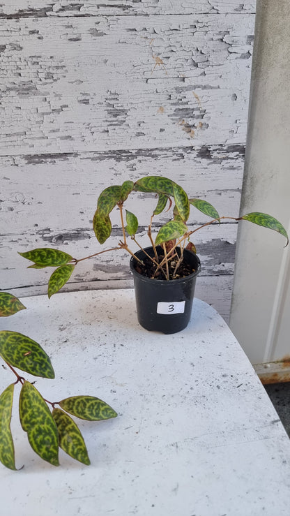 Aeschynanthus longicaulis ‘Black Pagoda’ - Lipstick Plant