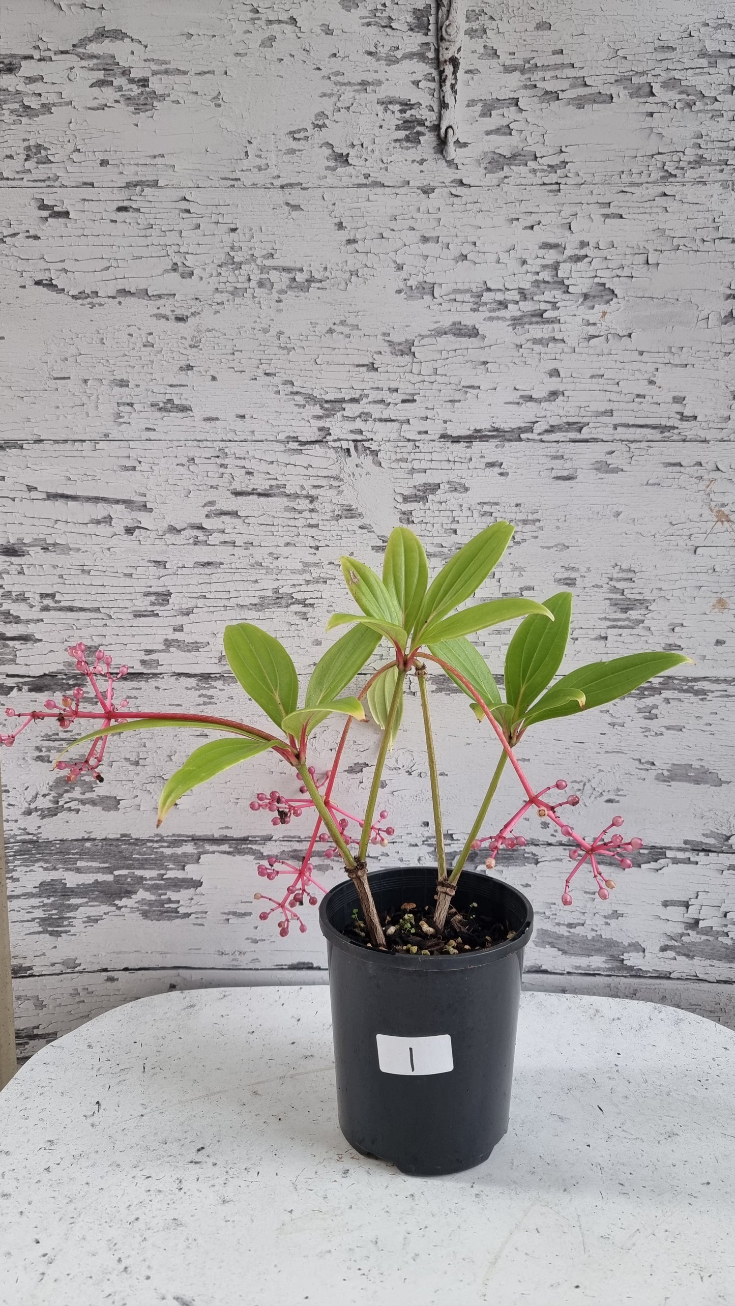 Medinilla pendula - Baladu