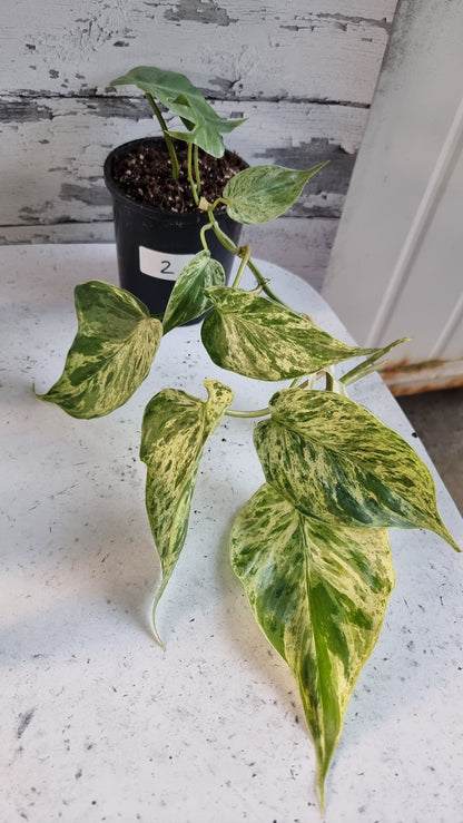 Philodendron hederaceum var. oxycardium variegata - Variegated Heart Leaf Philo