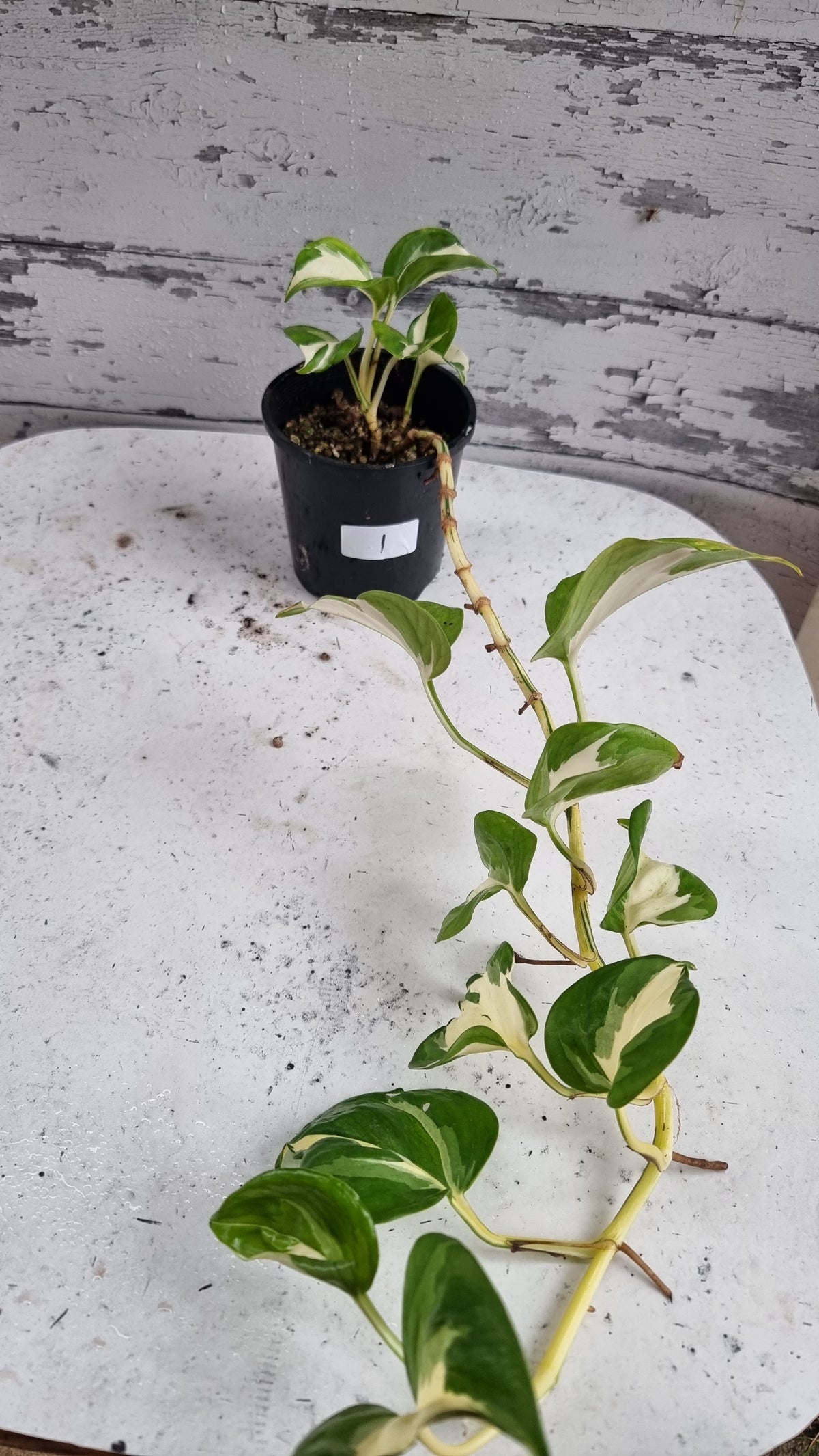 Epipremnum aureum 'Manjula'