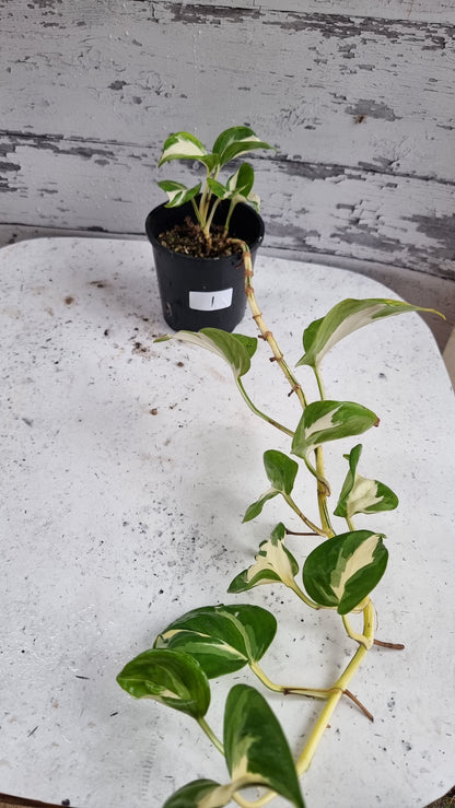 Epipremnum aureum 'Manjula'