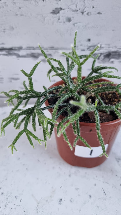 Rhipsalis pilocarpa - 丛林仙人掌