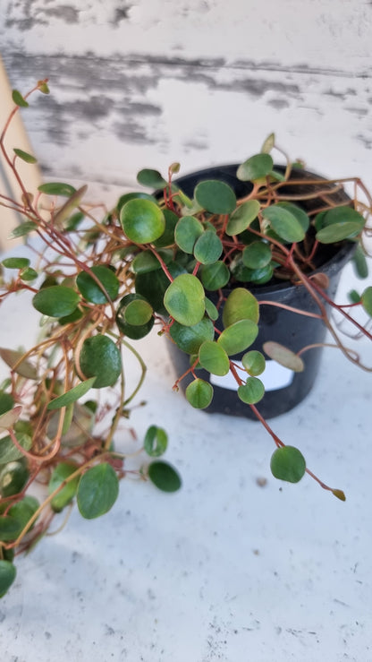 Peperomia prostrata 'Pepperspot' - String of Coins