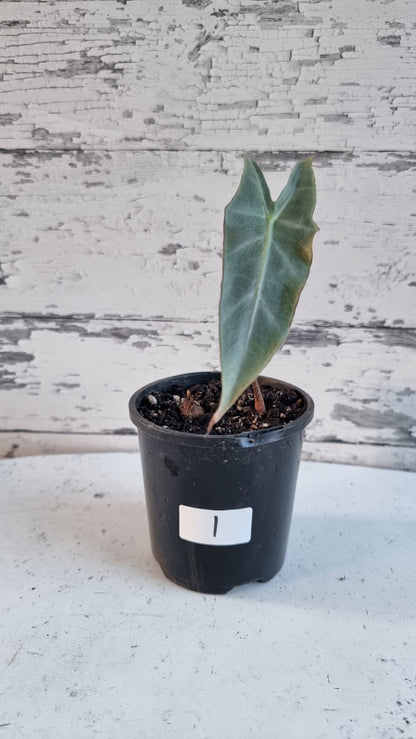 Alocasia longiloba 'Denudata' purple - Non TC