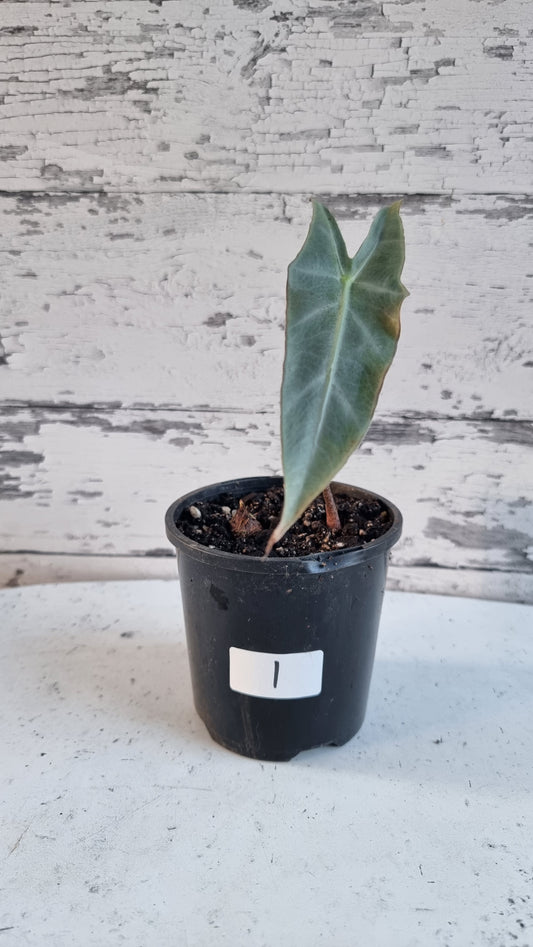 Alocasia longiloba 'Denudata' purple - Non TC