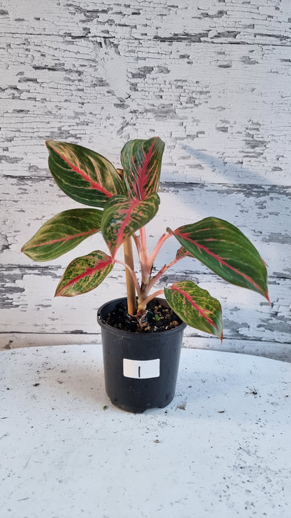 Aglaonema 'Ammaj Jareon'