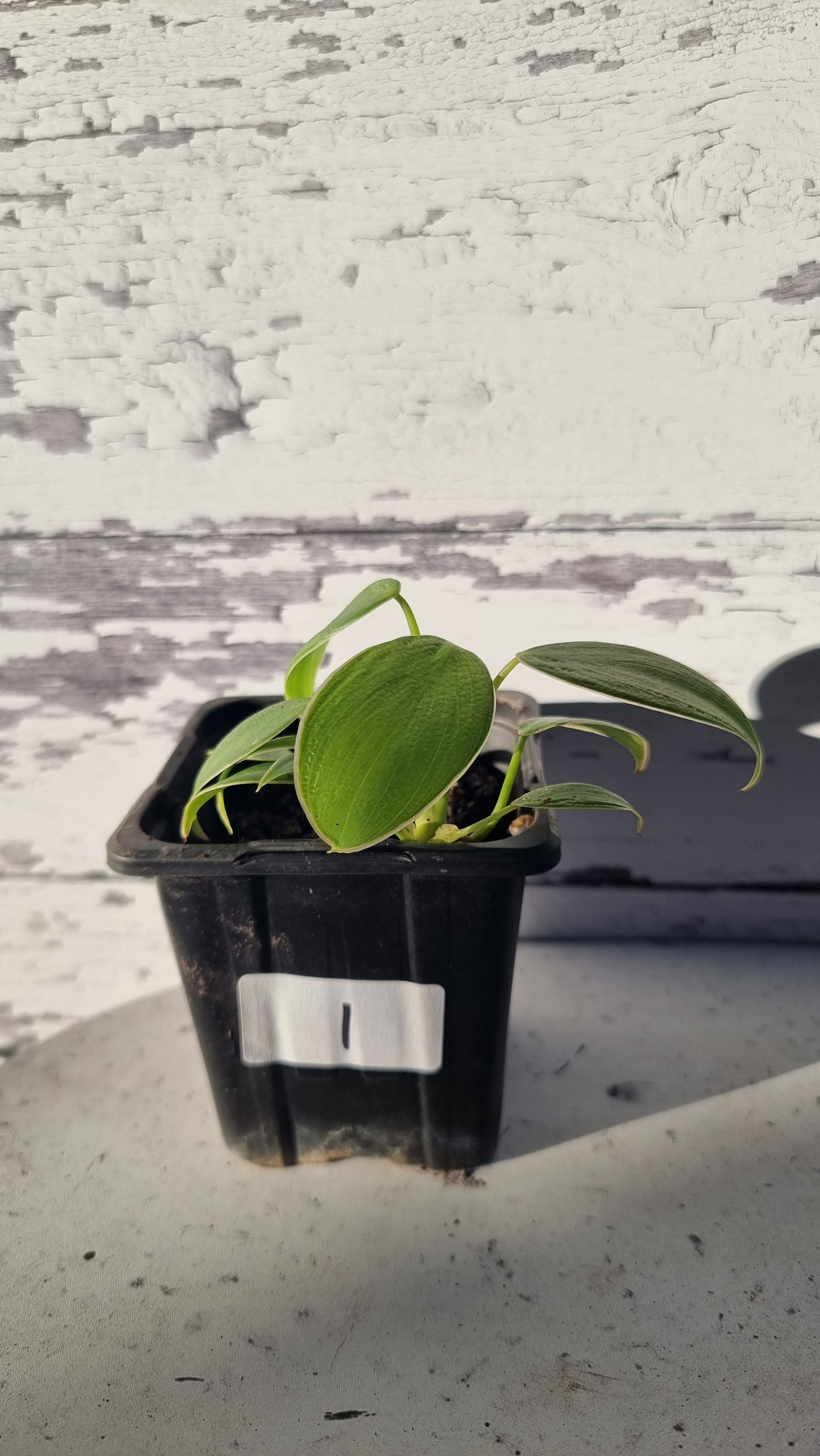 Philodendron rugosum - Pig Skin Plant